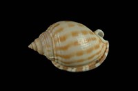 藏品(斑帶鬘螺)的圖片